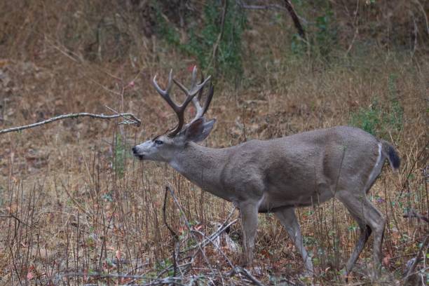istock Deer. Shiloh Ranch Regional Park 1068489966