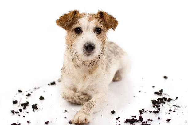 istock DIRTY JACK RUSSELL DOG LYING DOWN AND LOOKING AT CAMERA AFTER PLAY IN A MUD PUDDLE ISOLATED ON WHITE BACKGROUND. STUDIO SHOT. COPY SPACE. 1068490112