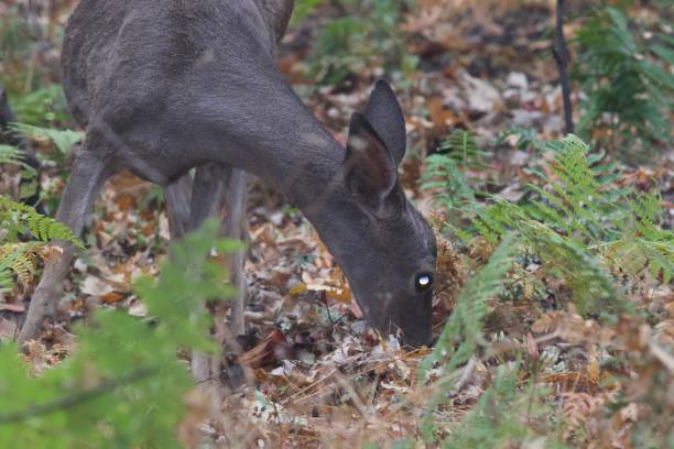 istock Deer. Shiloh Ranch Regional Park 1068490120