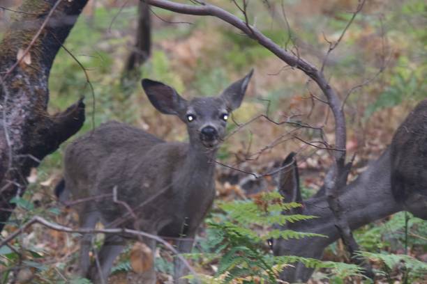 istock Deer. Shiloh Ranch Regional Park 1068490360