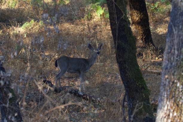 istock Deer. Shiloh Ranch Regional Park 1068491872