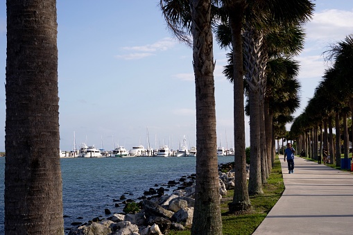 Palm trees line a path along the ocean and a male walks along the path, appears to be smoking.