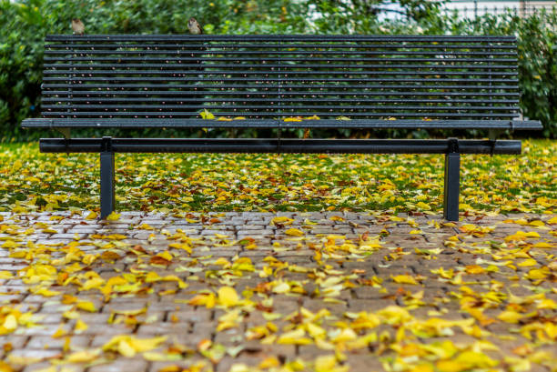 istock Rain on the sparrows and the bench during the  autumn in Switzerland - 2 1068495764
