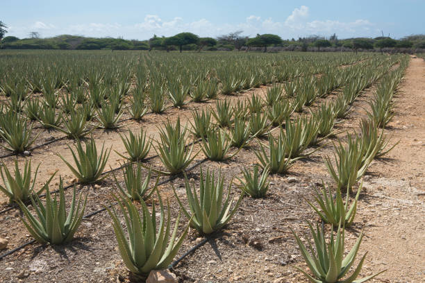 istock Aloe vera field in Aruba 1068495976