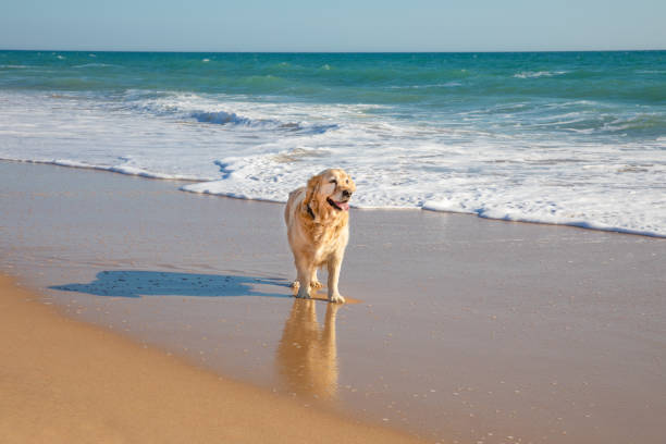 golden retriever dog on sandy beach looking next to ocean water stock photo
