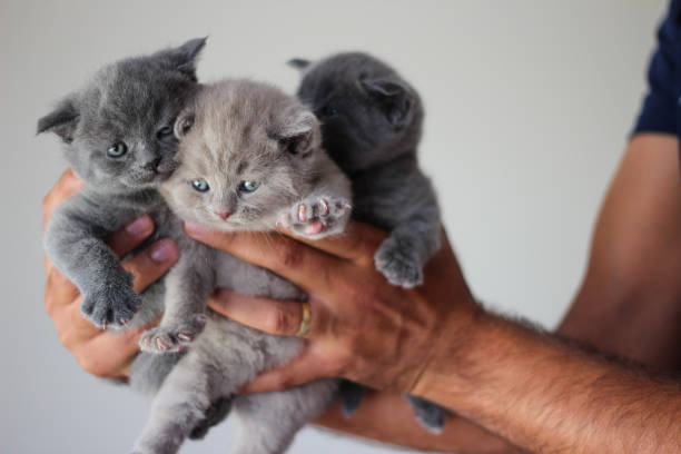 istock portrait of a couple scottish fold kittens 1068497792