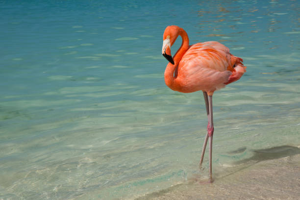 Flamingo standing in the aqua Caribbean on Renaissance Island in Oranjestad Aruba