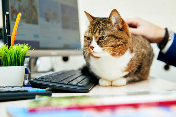 istock Funny cat with in office. Business scene. 1068502678