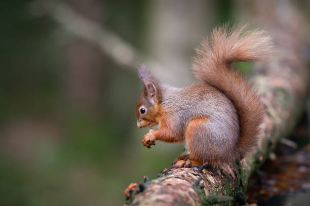 istock Red Squirrel on an autumn day 1068502728