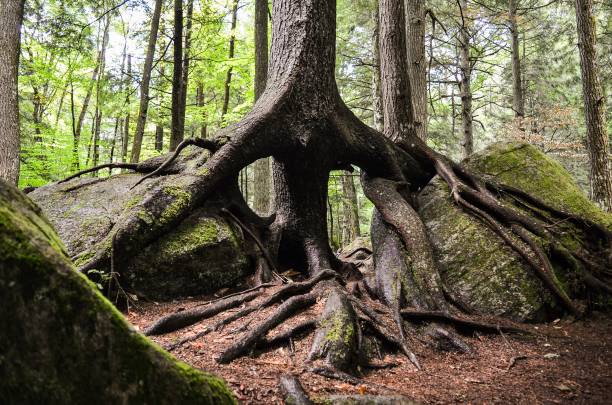 istock two interesting trees entangled in the woods 1068515834
