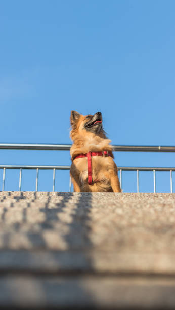 istock Puppy on the stairs 1068516174