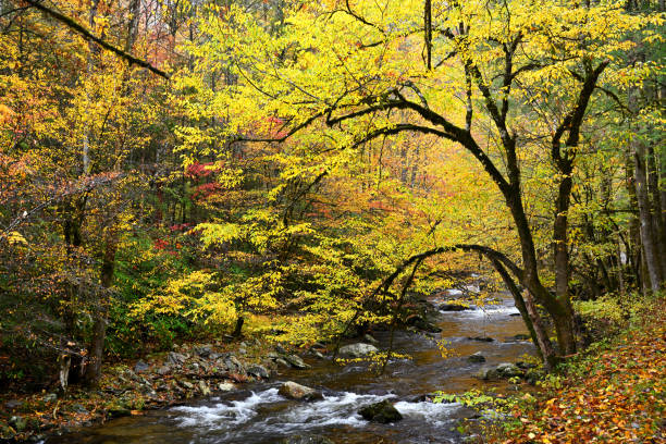 The Great Smoky Mountains in autumn provide a beautiful view of Appalachian fall color.