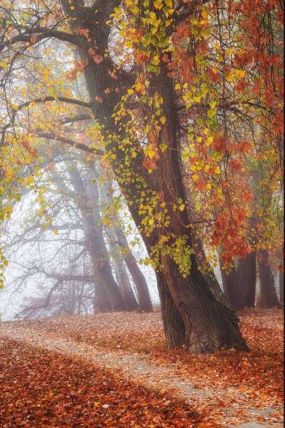 istock Colorful trees in the park in autumn 1068518018