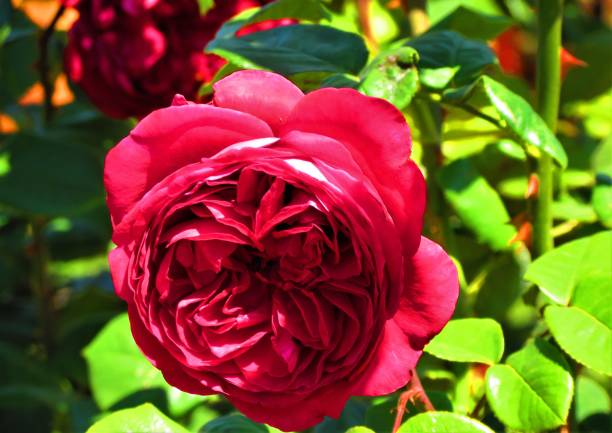 istock Beautiful pink rose. 1068519194