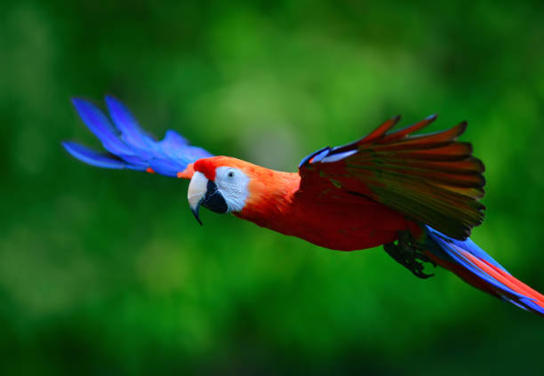 istock Scarlet macaw flying in nature 1068522626