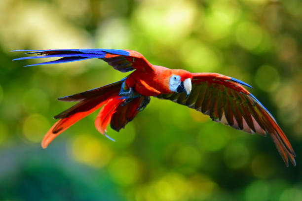 Scarlet macaw flying in nature
