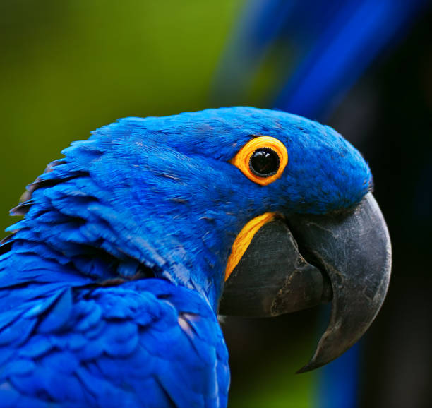 Hyacinth Macaw Stock Photos, Pictures & Royalty-Free Images - iStock
