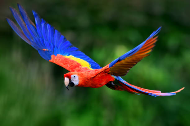 istock Scarlet macaw flying in nature 1068523140