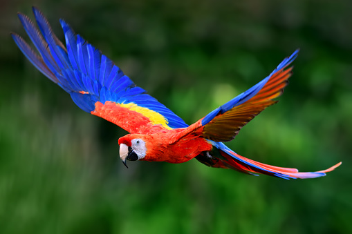 A red scarlet macaw (Ara macao) in flight.