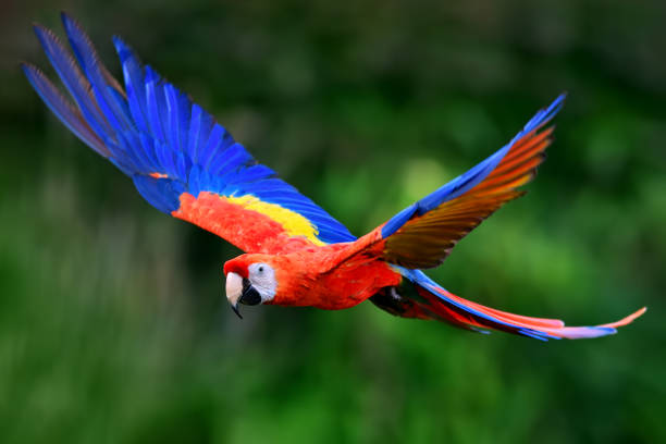 Scarlet macaw flying in nature A red scarlet macaw (Ara macao) in flight. scarlet macaw stock pictures, royalty-free photos & images