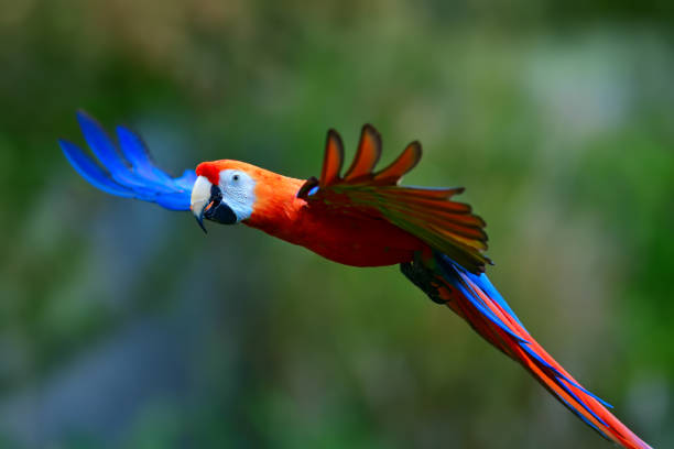 istock Scarlet macaw flying in nature 1068523216
