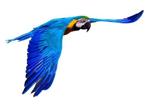 close-up of a flying blue and yellow macaw also known as blue and gold macaw on white background