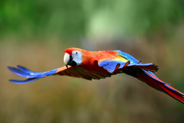 istock Scarlet macaw flying in nature 1068523328