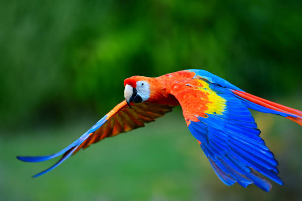 istock Scarlet macaw flying in nature 1068524500