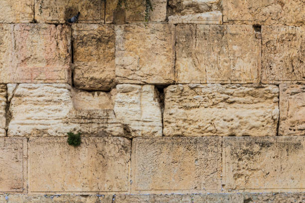 la textura del muro occidental con paloma sentada en la piedra - the western wall wall east city fotografías e imágenes de stock