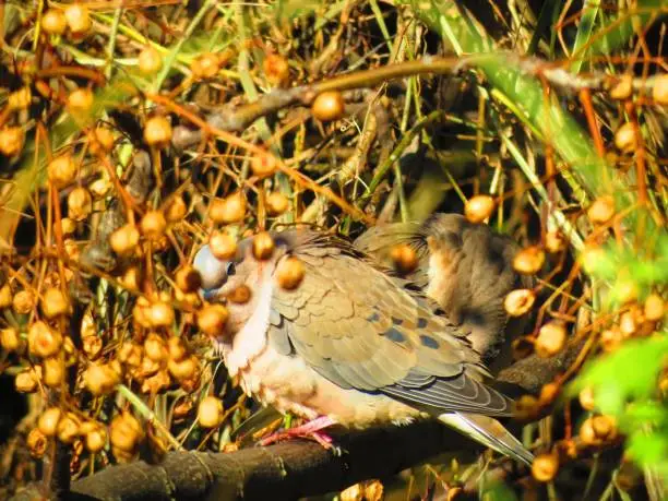 Photo of Eared Doves or Torcaza Pigeons (Zenaida auriculata).