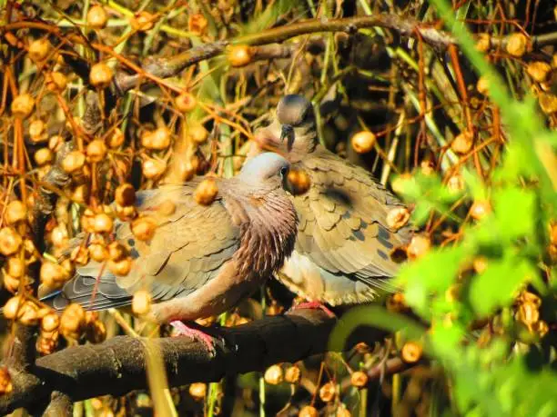 Photo of Eared Doves or Torcaza Pigeons (Zenaida auriculata).