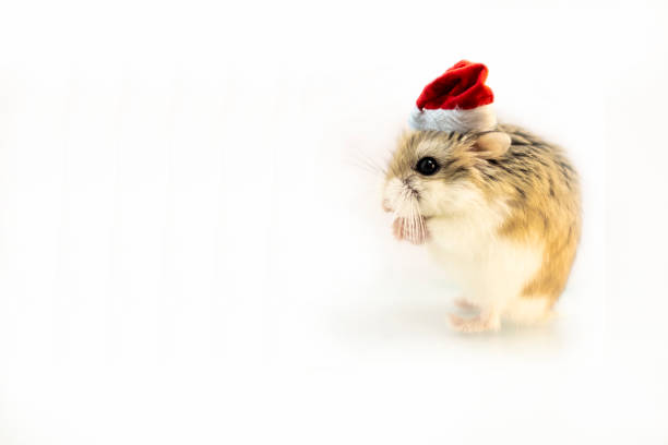 Hamster with santa hat isolated on white Roborovski hamster with santa hat isolated on white background, hands folded. roborovski hamster stock pictures, royalty-free photos & images