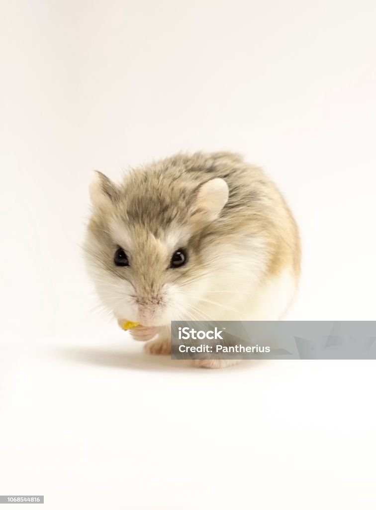 Roborovski hamster isolated on white background Roborovski hamster isolated on white background, looking to the viewer, food in hands. Hamster Stock Photo