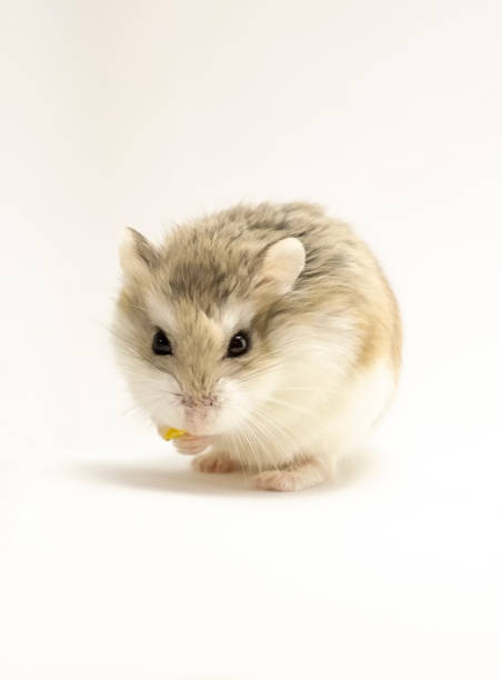 Roborovski hamster isolated on white background Roborovski hamster isolated on white background, looking to the viewer, food in hands. roborovski hamster stock pictures, royalty-free photos & images