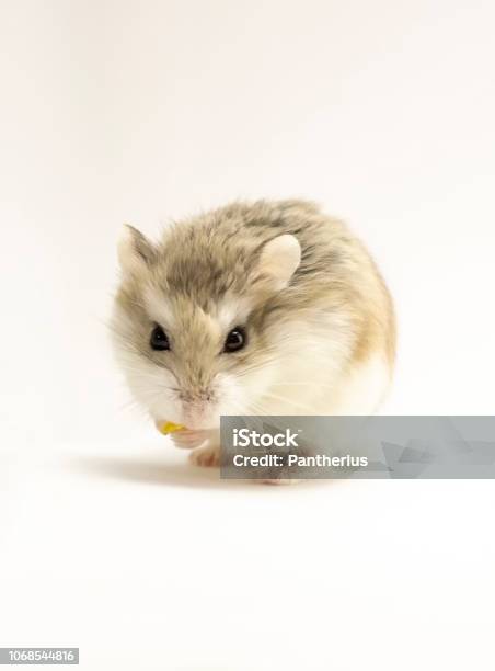 Roborovski Hamster Isolated On White Background Stock Photo - Download Image Now - Hamster, Roborovski Hamster, Animal