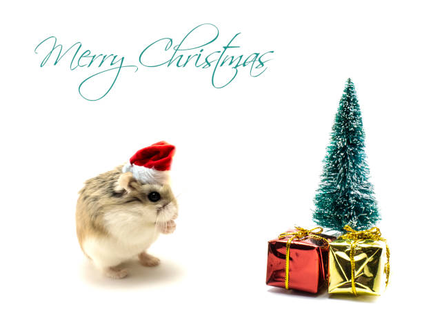 Roborovski hamster with Santa Claus hat standing in front of the Christmas tree with presents Roborovski hamster with Santa Claus hat standing in front of the Christmas tree with presents isolated on white background, hands folded. Merry Christmas text. roborovski hamster stock pictures, royalty-free photos & images