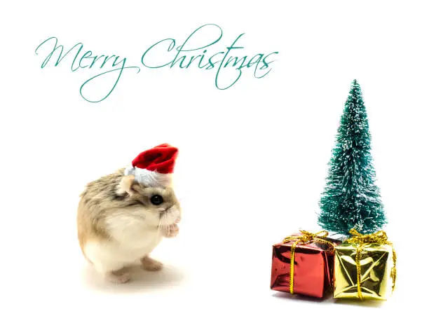 Roborovski hamster with Santa Claus hat standing in front of the Christmas tree with presents isolated on white background, hands folded. Merry Christmas text.
