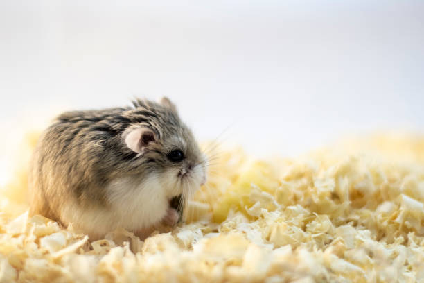 Hamster in wood shavings or flakes with solid gray background Roborovski hamster in wood shavings or flakes with solid gray background. roborovski hamster stock pictures, royalty-free photos & images