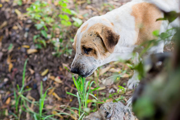 istock The dog eat grass. 1068547752