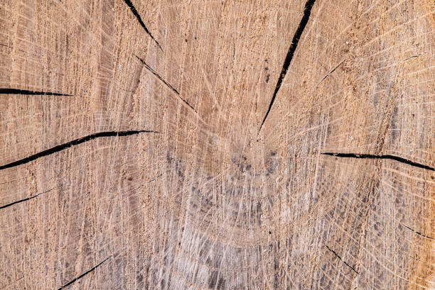 istock Cross section of oak tree, sample. Annual rings on surface, cracks and detailed texture, background 1068548238