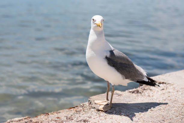 istock Larus seagull standing at the seaside, clear look 1068548910