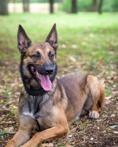 istock Belgian Shepherd Malinois lies on the green grass 1068549330