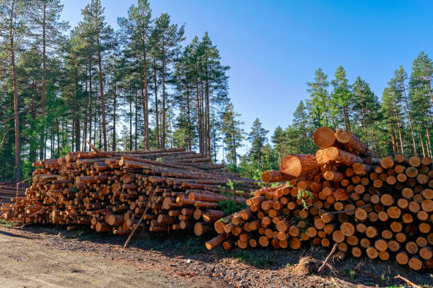 istock A stack of freshly sawn pine logs at the edge of the forest 1068549700