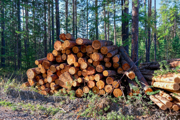 istock A stack of freshly sawn pine logs at the edge of the forest 1068549706