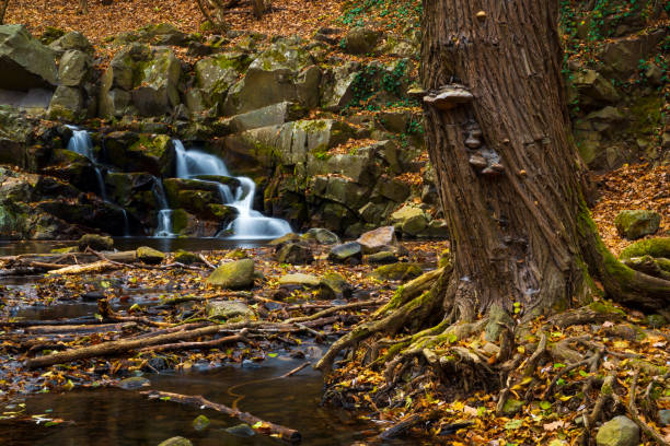 istock Flowing stream and waterfall in autumn forest 1068552942
