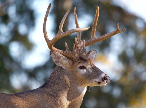 Male deer resting in the grass with the late day sun shining on him.