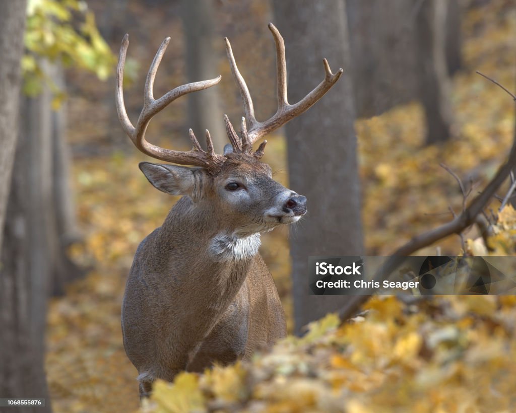 Buck de queue blanche - Photo de Cerf libre de droits