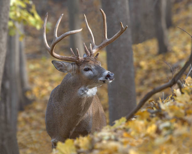 White tail buck Buck in fall colours during rut stag stock pictures, royalty-free photos & images