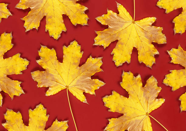 istock red background with dry yellow maple leaves 1068557574