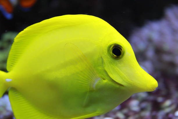istock Zebrasoma the Hawaiian Yellow tang fish 1068558576
